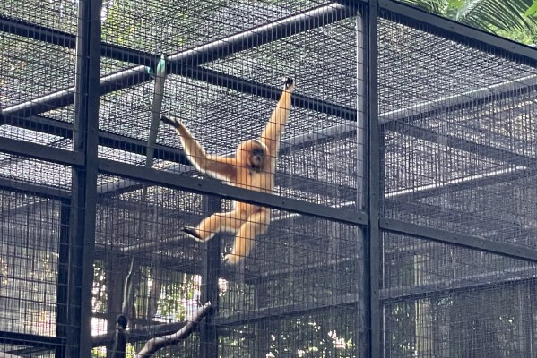 香港动物园2天内死亡的9只猴子感染了类鼻疽